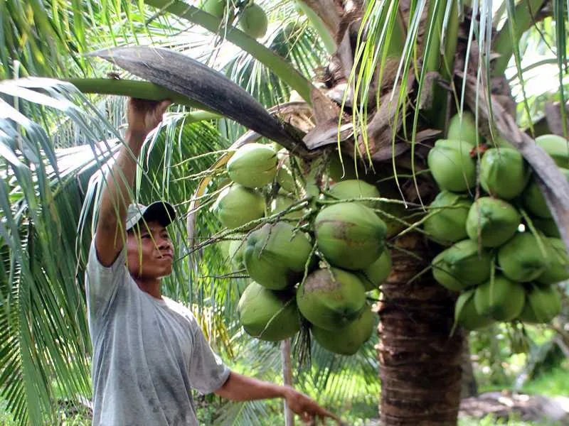 Dừa & sản phẩm từ dừa